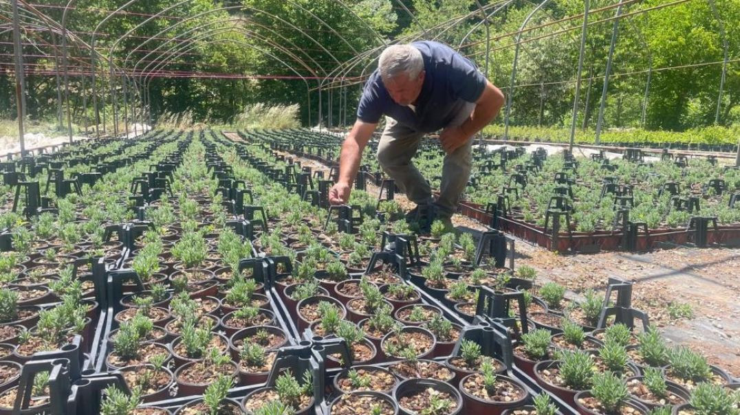 Uludağ’ın etekleri lavantayla renklenecek: 30 bin fidan dikildi