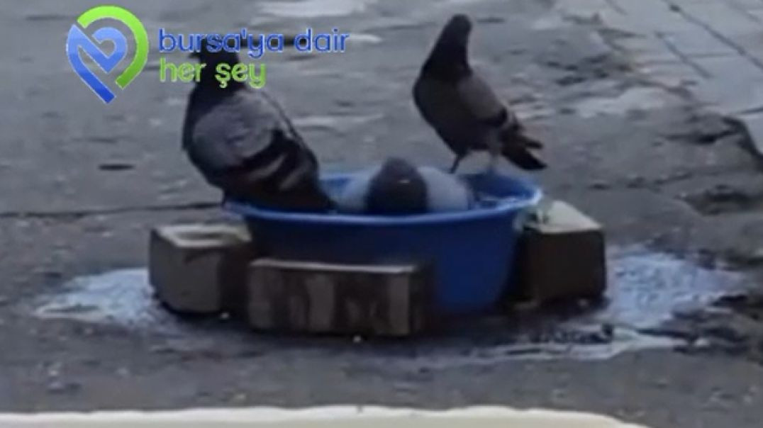 Bursa'da güvercinler sokak hayvanlarının su kabında serinledi