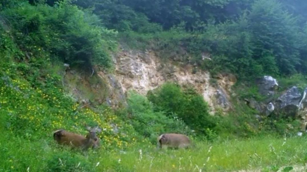 Bursa ormanlarında nadir görüntüler: Kızılgeyikler fotokapana takıldı