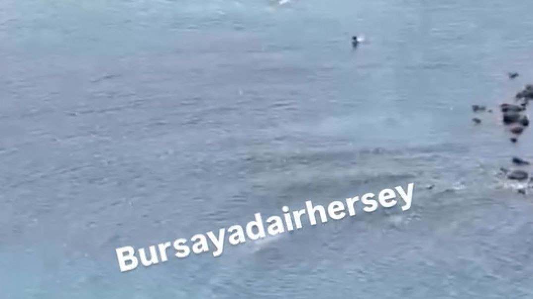 Mudanya’da denizde can pazarı