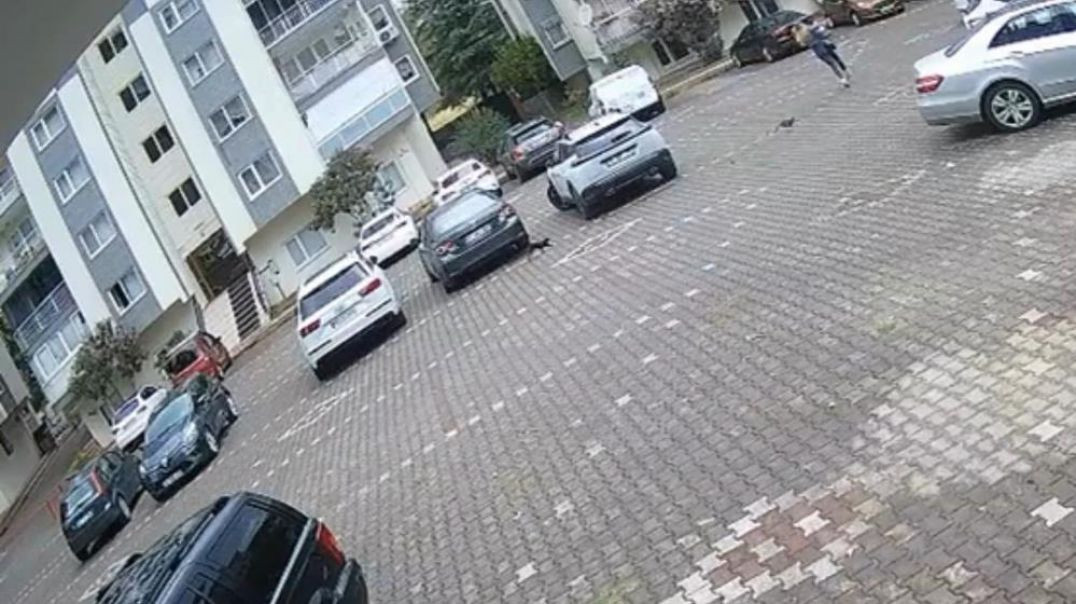 Bursa'da yavru kedilerin kovaladığı kadın işe gitmekten vazgeçip eve kaçtı
